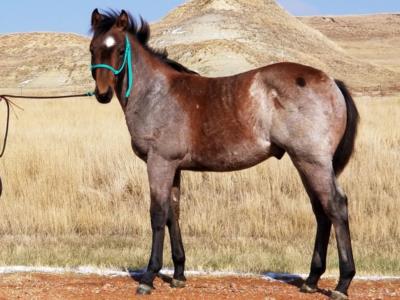 Paddys Gin Dallas JW <BR> AQHA 6005063